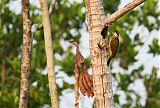 Spot-breasted Woodpecker